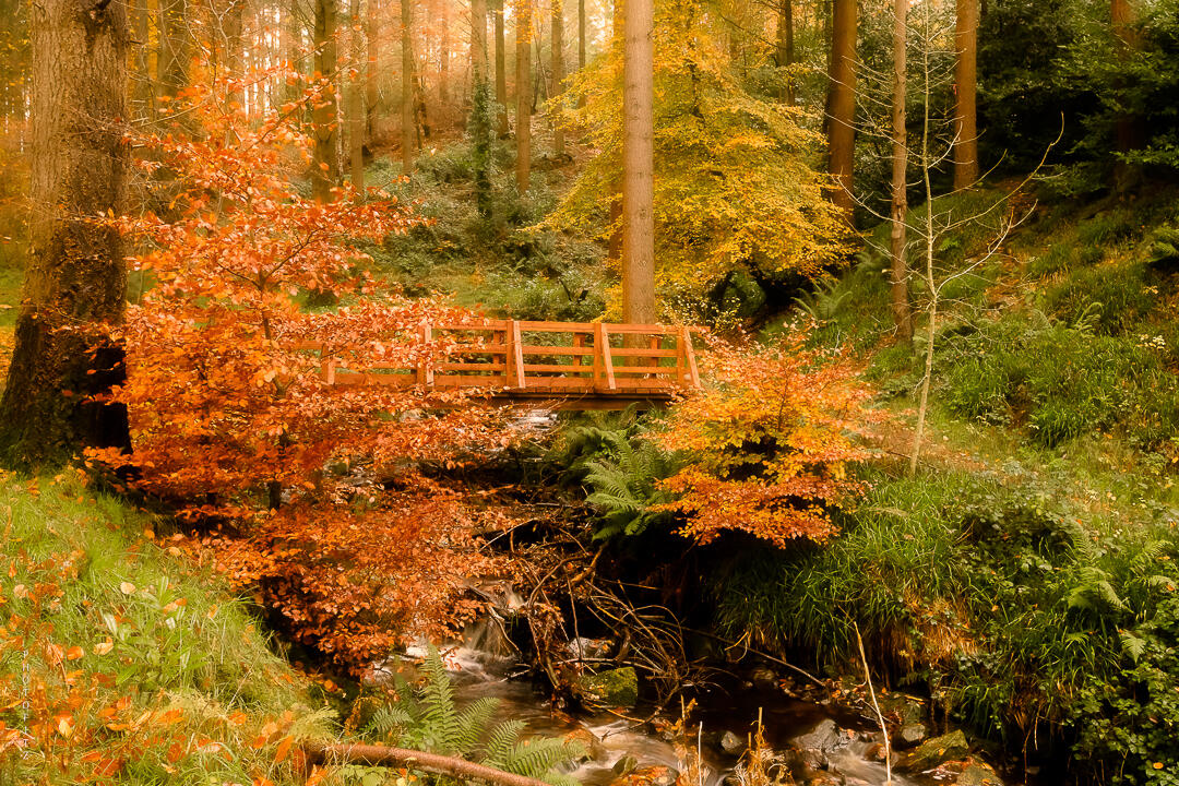 Image from Ravensdale Forest and the Old Wooden Bridge